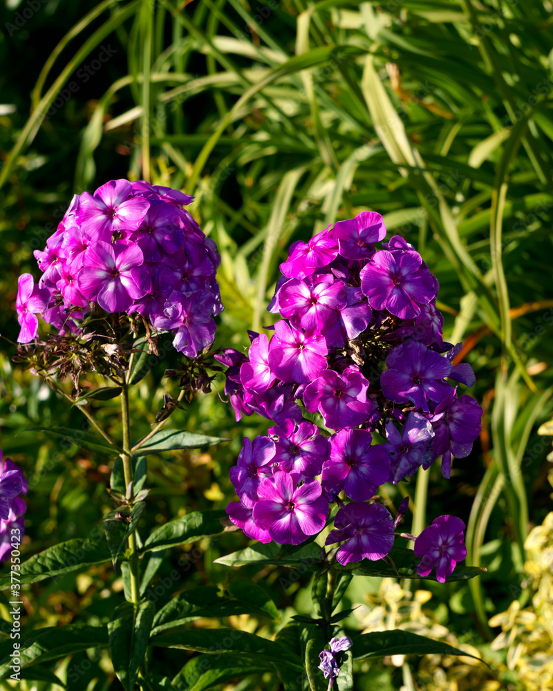 Fototapeta premium Beautiful purple phlox varieties in the city garden.