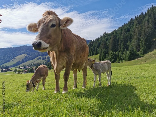 Wallpaper Mural cow on the meadow Torontodigital.ca