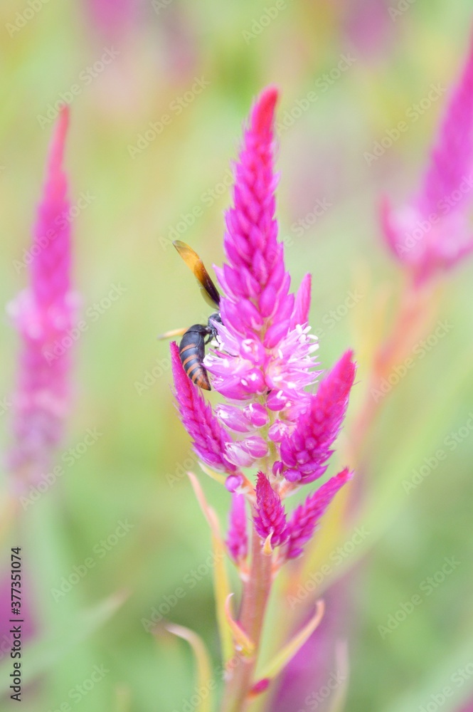 pink celosia argentea flower in nature garden pink celosia argentea flower in nature garden
