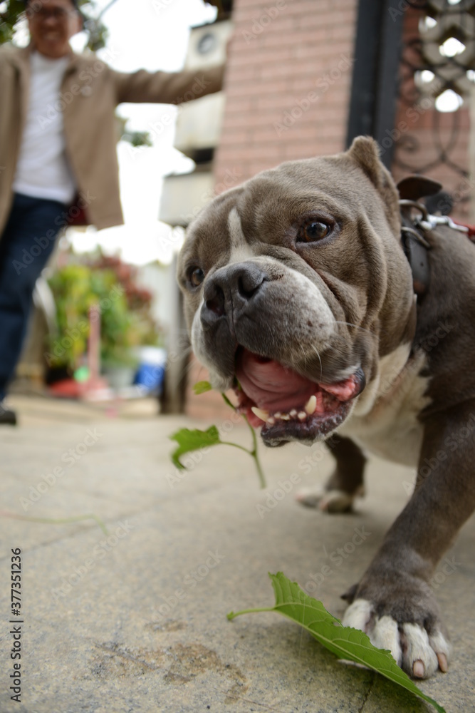 Obraz premium english bulldog sitting on a bench