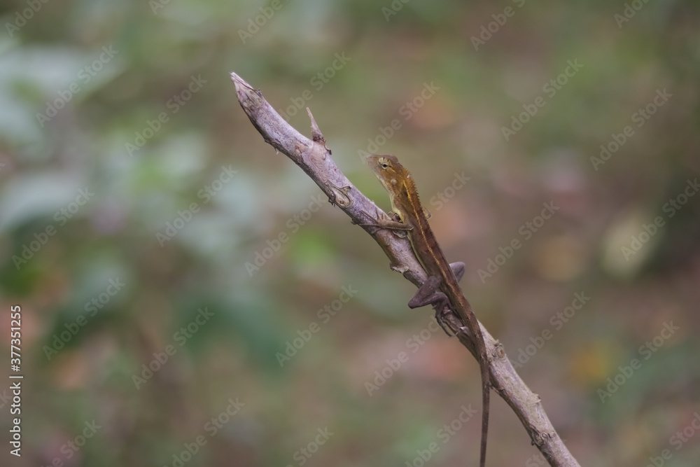 chameleon sitting on a branch chameleon sitting on a branch