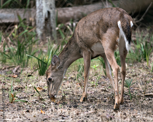 Deer Stock Photos. Deer close-up profile view displaying brown fur, head , ears, eyes, nose, legs, tail  in its environment and surrounding with a foliage blur background. Image. Picture.