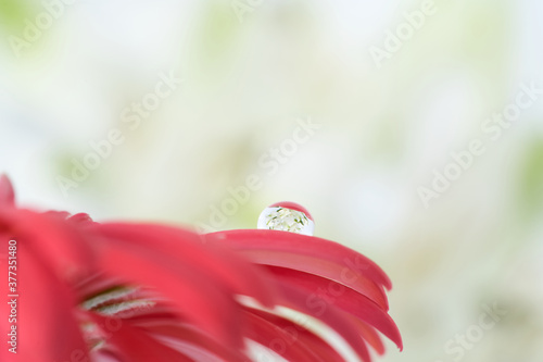White flowers reflected in the water drop of red gerbera petals