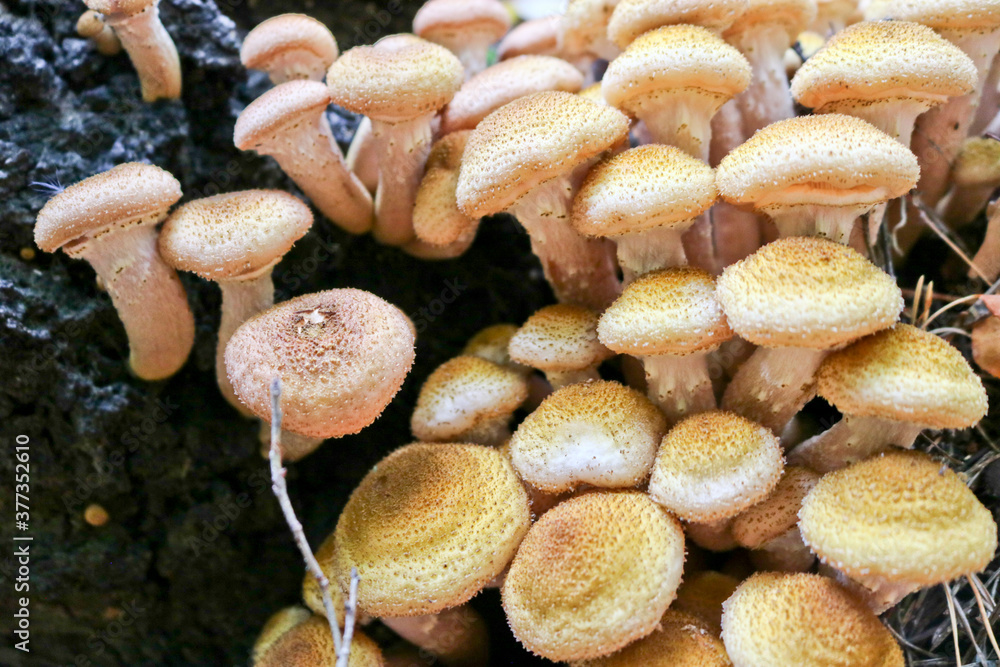 Honey Fungus (Armillaria mellea) grows on old felled birch trees. A group of edible stump mushroom. Macro Honey Fungus (Armillaria mellea) grows on old felled birch trees. A group of edible stump mushroom. Macro