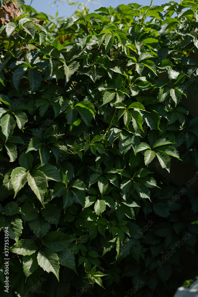 Green leaves curl on the wall. Copy space. Wild vine. Green leaves curl on the wall. Copy space. Wild vine.