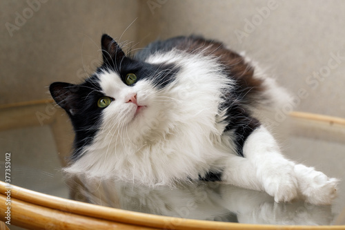A cute black and white domestic cat lies on a glass table. Pet, lifestyle.