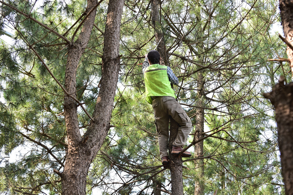 Fototapeta premium Lumberjack climb tree and cuts branches.