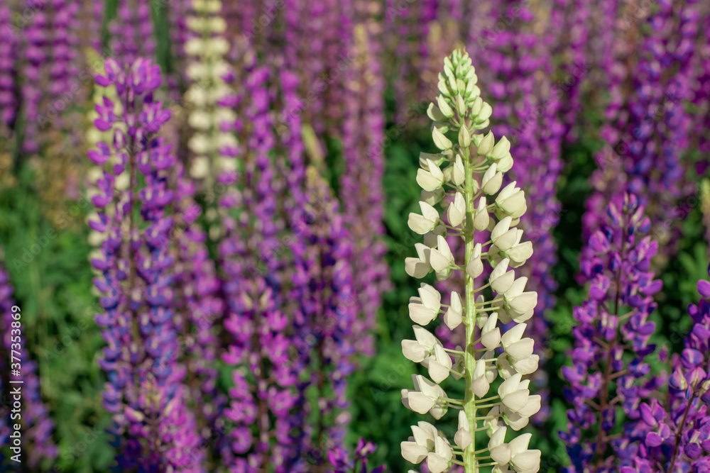 Obraz premium Lupine field with pink purple and blue flowers