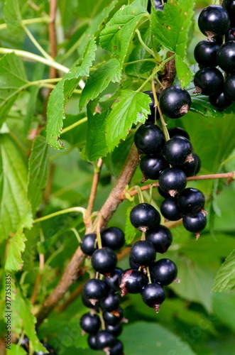 Blackcurrants on the branch in the garden, harvest of blackcurrants on the branch