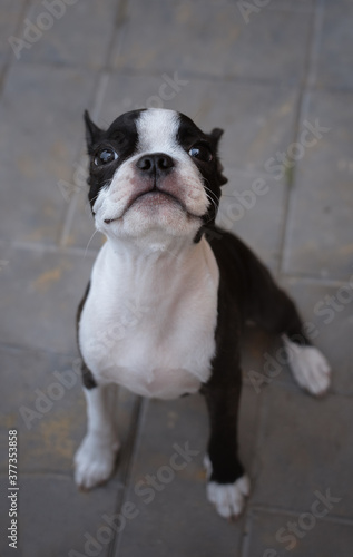 Boston Terrier puppy