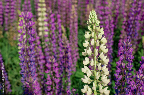 Lupine field with pink purple and blue flowers