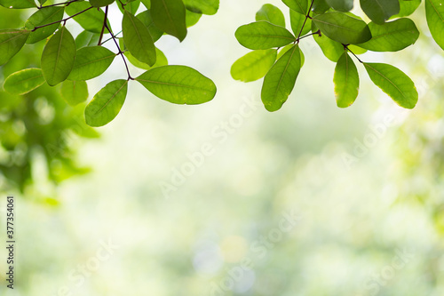 Nature view of green leaf on blurred greenery background in garden with copy space using as background natural green plants landscape, ecology, fresh wallpaper concept.