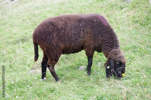 Schaf beim grasen © Helmut.H