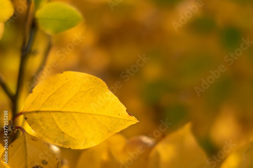 Autumn leaves for background. Selective focus. Copy space for text