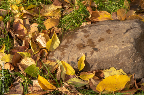 Ground with green grass, autumn leaves and partially wet stone. After light rain