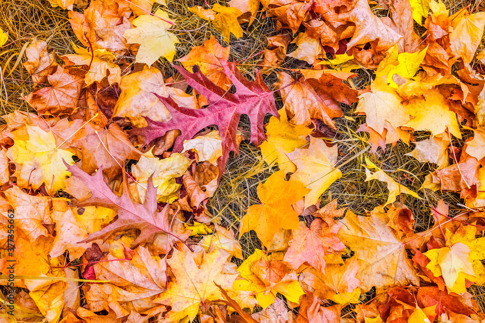 autumn background with fallen red oak leaves. background with autumn leaves close-up. autumn background with fallen red oak leaves. background with autumn leaves close-up.