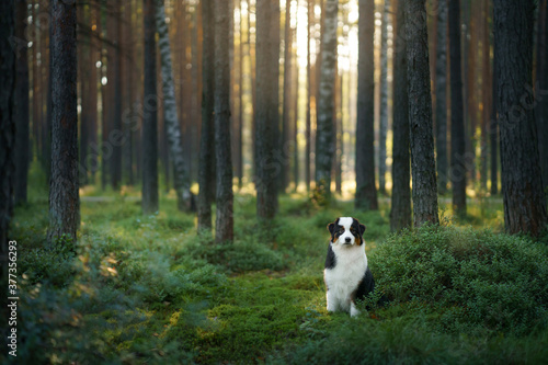 dog in a pine forest. Australian Shepherd in nature. Landscape with a pet. 