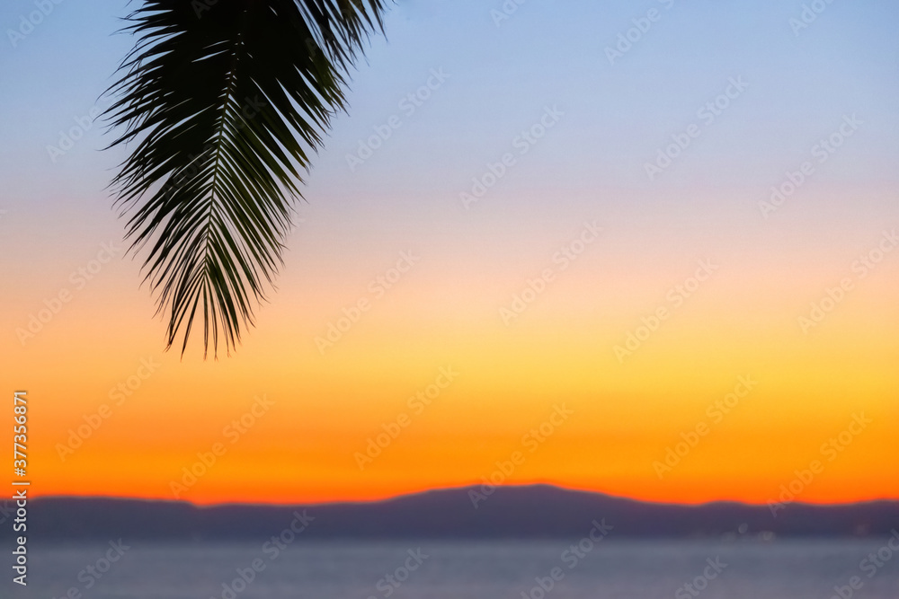 Palm tree branch in the evening against a sunset orange sky