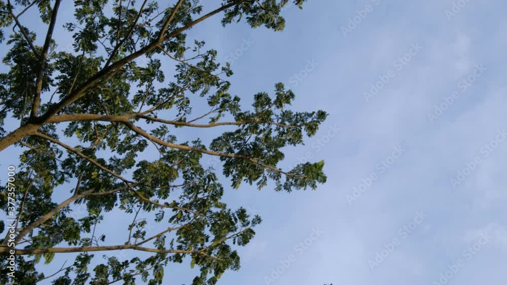 tree at sunset is waving by soft wind in natural. tree at sunset is waving by soft wind in natural.
