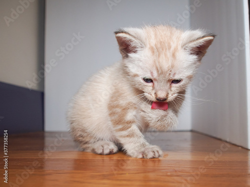 Pointed white kitten licking his big furry paw.