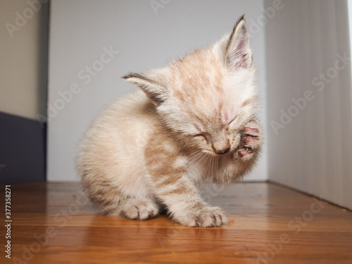 Pointed white kitten washing his face with his paw.