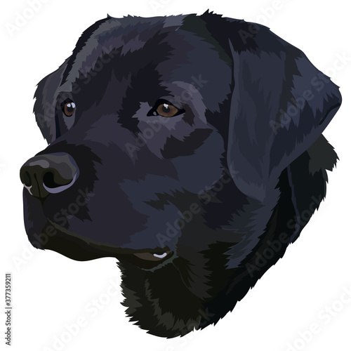 Black labrador vector.Portrait of a dog 1