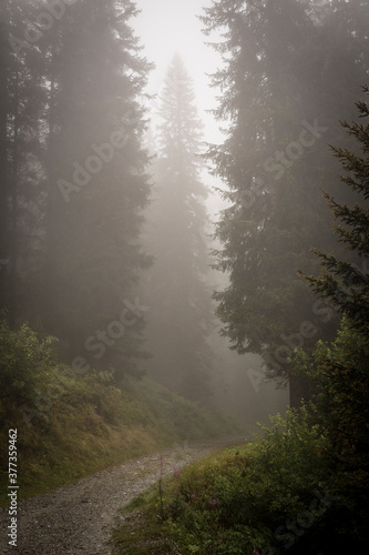 A trip in a foggy wood © Maurizio