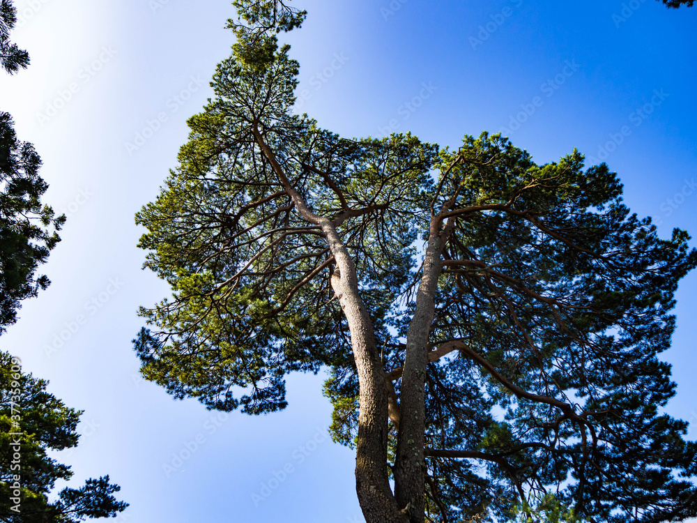 Obraz premium 青空に向かって生える樹