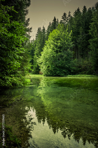 Wasserspiegelung an einem Gr  nen Waldsee