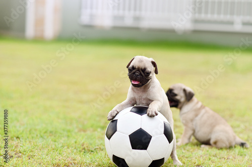 Cute puppy brown Pug playing in the grass field with football  © jarun011