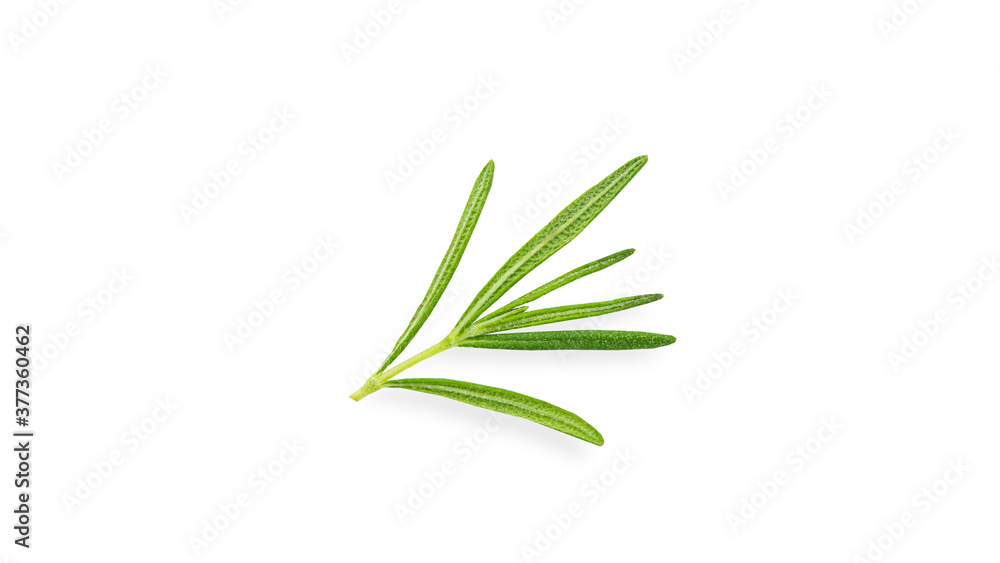 A sprig of rosemary on a white background. Flying rosemary. High quality photo