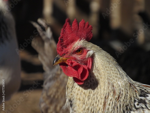 Gallo de perfil