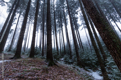 Winter scenery in a mountain forest  with frost and fresh powder snow  in Europe