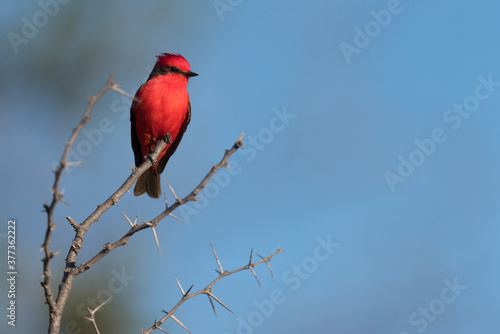 Churrinche - Scarlet flycatcher (Pyrocephalus rubinus)