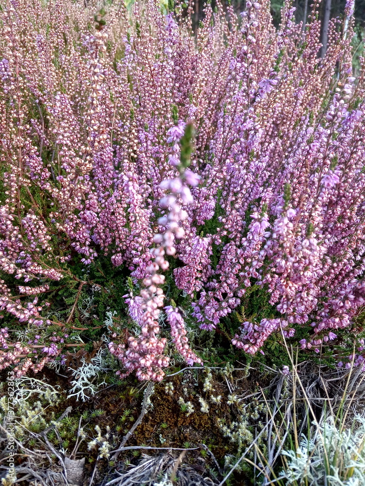 Obraz premium forest heather, bush of lilac flowers, delicate and beautiful inflorescences