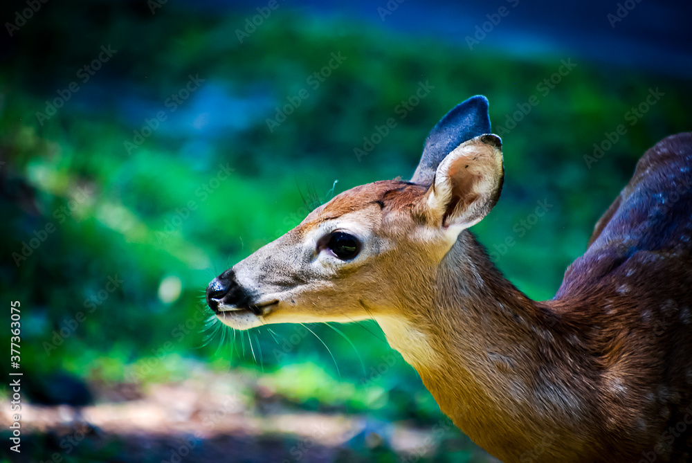 Obraz premium fawn looking around