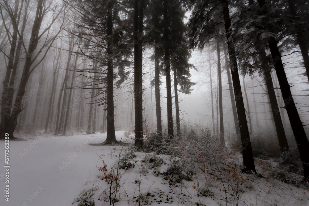 Winter scenery in a mountain forest, with frost and fresh powder snow Winter scenery in a mountain forest, with frost and fresh powder snow