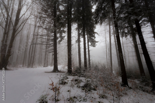 Winter scenery in a mountain forest, with frost and fresh powder snow