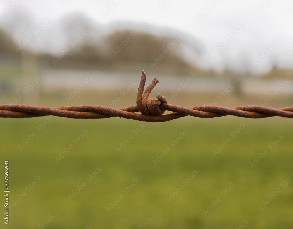 A rusty barb on a barbed wire fence. A rusty barb on a barbed wire fence.