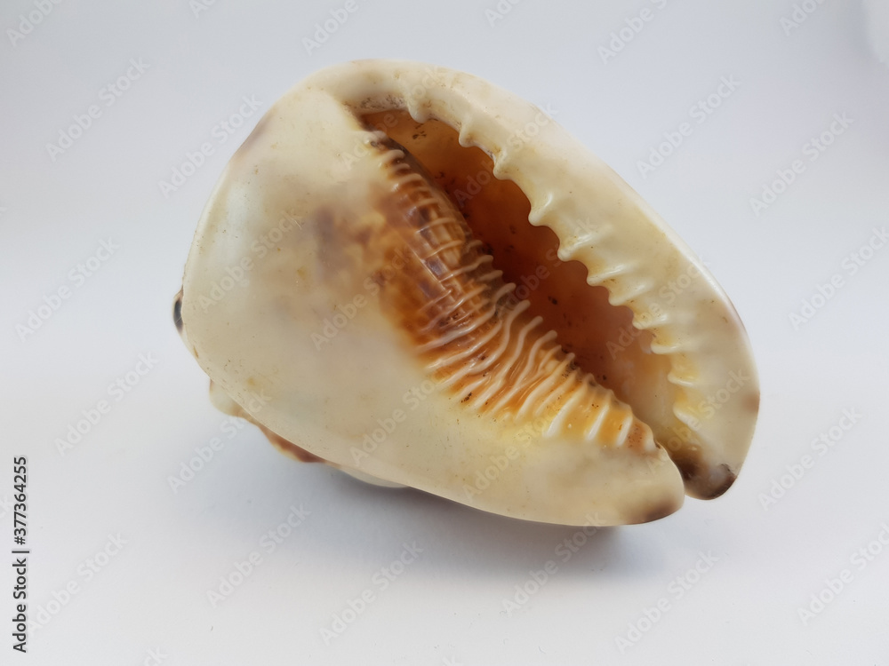  Photograph on white background of seashell or conch Cassis Flambea of the gastropod family Cassidae
