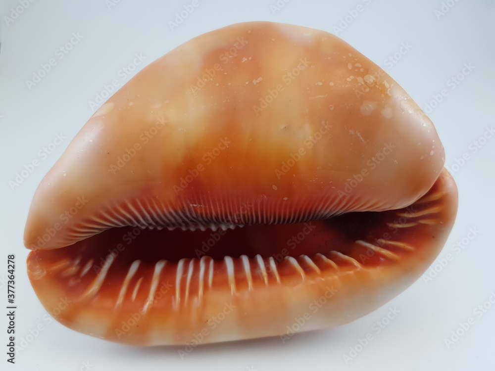  Photograph on white background of seashell or conch Cypraeacassis Rufa of the gastropod family Cassidae
