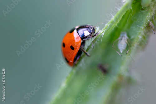 Macro image of a ladybug on a green shoot