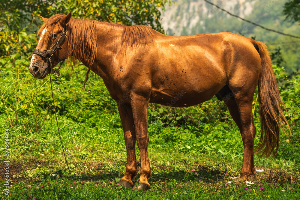 A domestic horse that is haunted by flies, a horse among