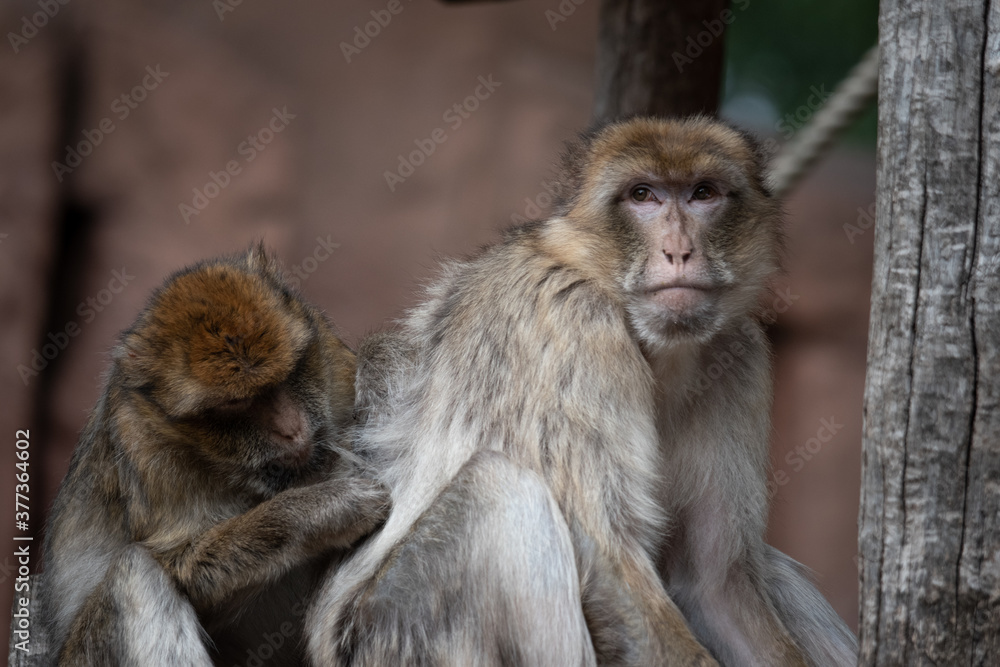 Obraz premium A macaque grooming another