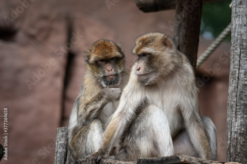 Two macaques grooming each other