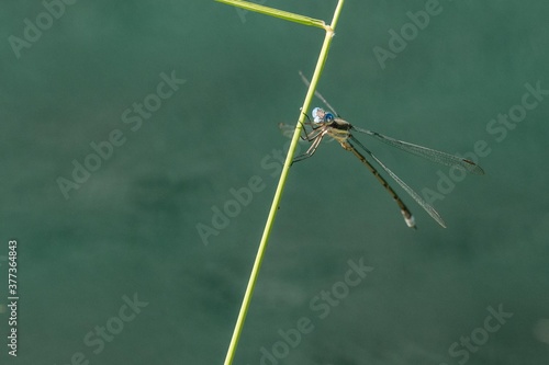 dragonfly on the stem of weed © Kory