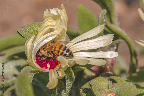 Busy bees searching for the perfect flower photo