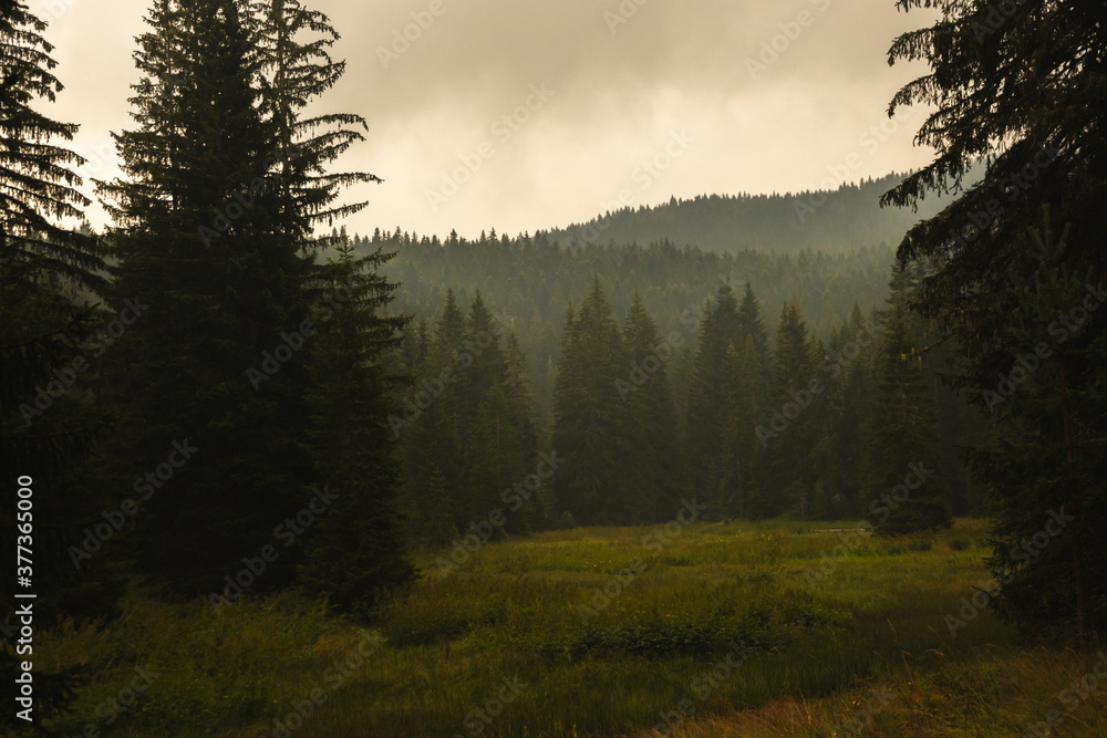 Fog in pine forest after rain, atmospheric photo