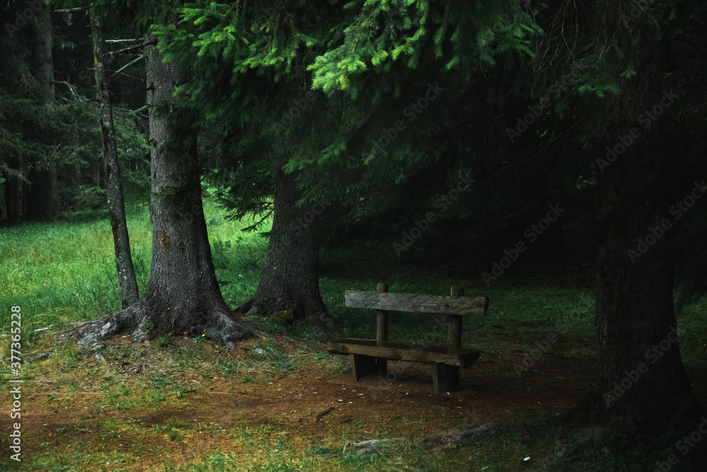 A bench at the edge of a pine forest after the rain, atmospheric photo in montenegro