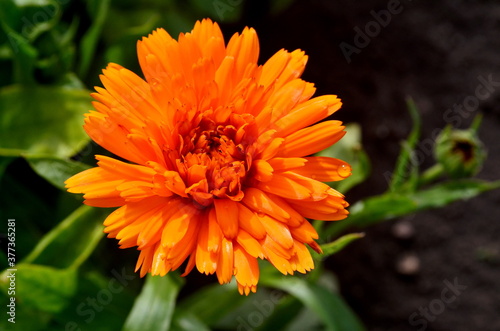 Orange pot marigold  Calendula officinalis  flower in the garden
